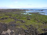 Galapagos 6-1-08 Santiago Puerto Egas Shoreline We walked along the coast, with the green beautifully contrasted by the black rocks.